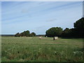 Field with bales near Tythe Farm in PE32 2SX