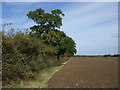 Field and mature hedgerow near Tythe Farm in PE32 2ST