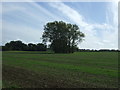Young crop field and trees near Manor Farm in PE32 2TF