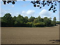 Field and woodland near the River Wensum in NR21 7EQ