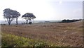 Harvested field above Lunan Bay in DD11 4UX