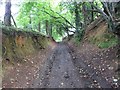 Lane through Burcombe Wood in DT6 3TL