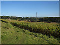 Pylon and maize strip in NR9 5EP