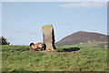 Craw Stane with sheep in AB54 4HX