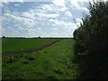 Crop field and hedgerow in NR23 1NE