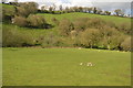 Sheep in the Brue valley in BA10 0BT