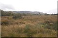 Wetland, Balure of Shian in PA37 1SB