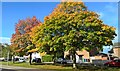 Trees on Garibaldi Road, Clipstone in Clipstone
