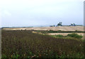 Crop field beside Knowleybog Burn in TD11 3NE