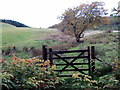 Llwybr Ceffyl Fronwen / Fronwen Bridleway in Llanafanfawr Community
