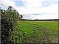 Field on Horseshoe Road in TA20 4NR