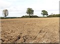 Bare field, north of Horseshoe Road in TA20 4NR