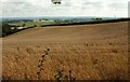 Wheat near Holloway Barton in EX6 7YA