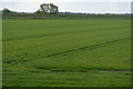 Farmland near the River Lark in CB7 4TQ