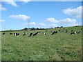 Cows and powerlines near Seaborough in TA18 8FF