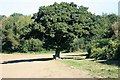 Oak tree off Cowhorn Hill in BA14 9BR