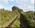 Track to Knowle Cross in DT8 3LH