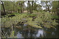 Fallen tree, River Little Ouse in IP27 0YQ
