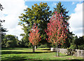 Autumn Leaves, Langley Country Park in SL0 0LT