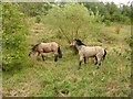 Ponies on rough ground beside Newlands Road in Oak Tree Ward