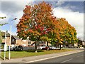 Autumn colour on Garibaldi Drive in Clipstone