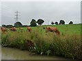 Cows grazing, west of Winwick Grange in NN6 6ZF