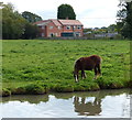 Pony next to the Ashby Canal in CV13 6JH