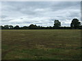 Field near Cook's Coppice in WS15 3EP