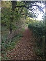 Bridleway in Big Wood in DY9 0AU