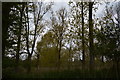 Woodland by the River Little Ouse in IP27 0YQ