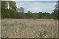 Reeds on the flood plain in IP27 0TF