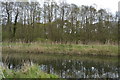 Woodland across the Little Ouse in IP27 0TF