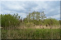 Open marshy floodplain in IP27 0TF