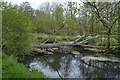 Fallen tree, River Little Ouse in IP27 0TF