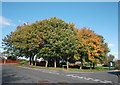 Suburban corner (autumn trees) in AB51 4LE
