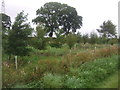 Young woodland near Hardacres in TD10 6UN