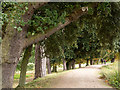 Trees lining path at north end of The Lake in NR23 1RN