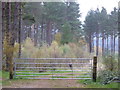 A gated track into Brathens Wood in AB31 4BX