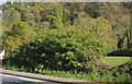 Bushes by the A38, Tideford in PL12 5HJ