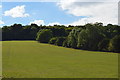 Grassy slope below Woodcock Wood in HP14 4PN