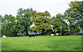 Field with cattle north of Cousin's Wood in PE37 8DR