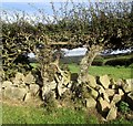 Gwrych wedi ei blethu / A laid hedge in LL18 6AU