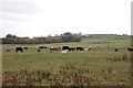 Cows... in AB23 8UL
