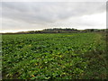 Field of sugar beet off Marton Lane in YO18 8LS
