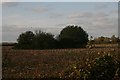 Clump of trees around pond off Hose Lane, Long Clawson in Clawson, Hose and Harby