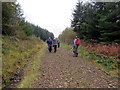 Trac planhigfa gonifferaidd / Conifer plantation track in SA11 4NW