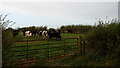 Cows in a field in B46 2NZ