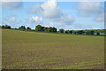 Young wheat in MK43 8RL