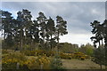 Conifers and gorse in IP27 0PL