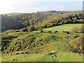 Cattle grazing on the slopes of Caesar's Camp on Castle Hill in CT19 5JN